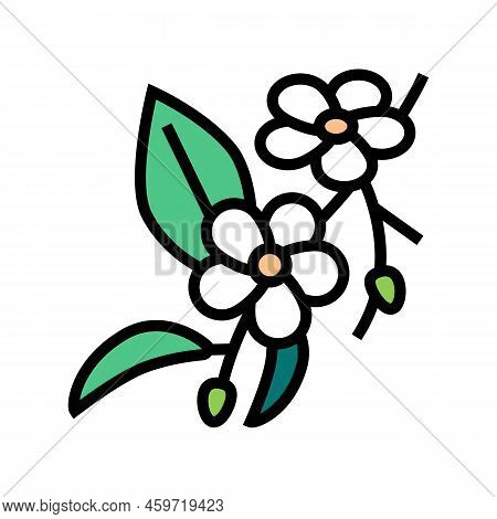 Cherry Blossoms Color Icon Vector. Cherry Blossoms Sign. Isolated Symbol Illustration