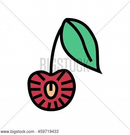 Cut Cherry Color Icon Vector. Cut Cherry Sign. Isolated Symbol Illustration