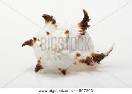 Beautiful Seashell On White Background