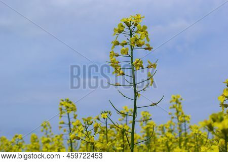 Landscape Of A Field Of Yellow Rape Or Canola Flowers, Grown For The Rapeseed Oil Crop. Field Of Yel