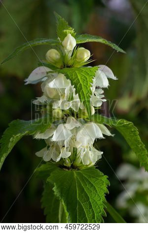The Blossoming Dead Nettle In Sunny Day A Close Up. Lamium Album. Lamiaceae Family