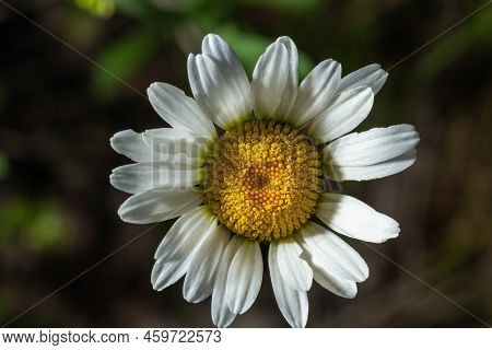 Close Up Photo Of Oxeye Daisy, Leucanthemum Vulgare, Also Called Giant Daisy Flower