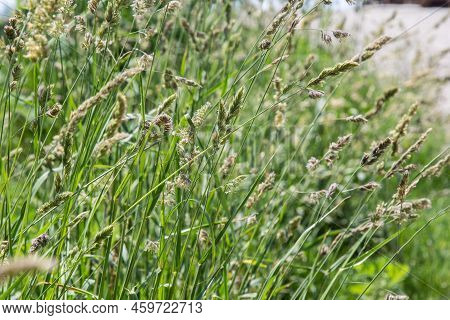 Wild Grasses Against Sunset In Springtime In Front Of North Atlantic Ocean In Sunset .close Up Of Se