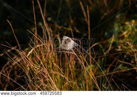 Spider Web Cocoon Wildlife Natural Scenic View In Autumn Colors Outdoor Environment Space Of Season 
