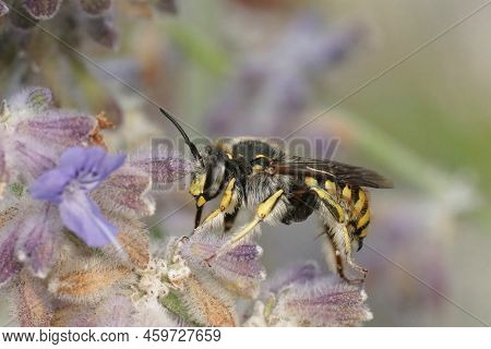 Colorful Closeup On A Male European Woolcarder Bee, Anthidium Manicatum Sitting On Purple Russian Sa
