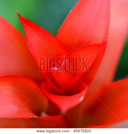 Extreme Nahaufnahme Schuss von Guzmania
