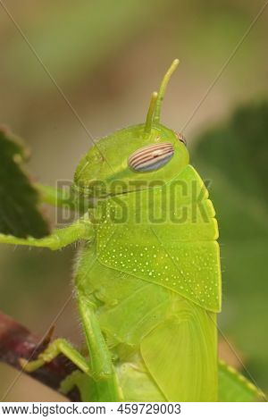 Detailed Vertical Closeup On A Gorgeous Emerald Green Eygyptian Locust, Grasshopper, Anacridium Aegy