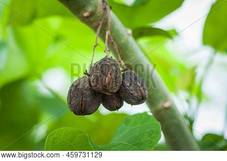 Jatropha On Tree In Natural Of Thailand