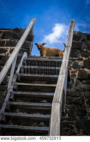 A Wild Dog On Top Of The Steps At Fort Rodney On Pigeon Island In Saint Lucia.