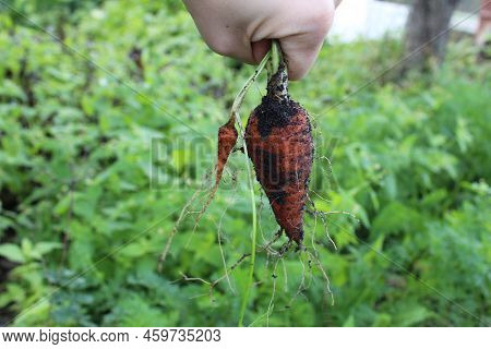 Hand Holds Carrots. Growing Vegetables. How Carrots Grow. Farming Vitamins Field Nutrition Seasonal