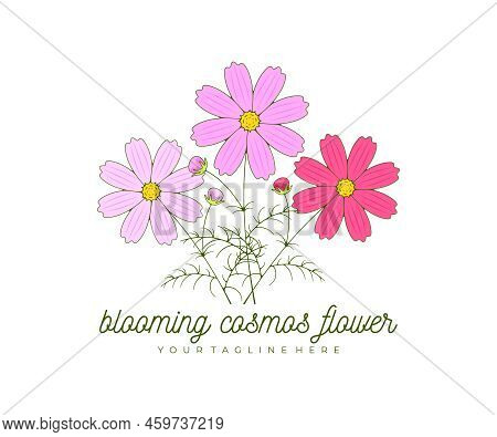 Blooming Cosmos Flower, Kosmeya And Cosmos, Logo Design. Nature, Floral, Bloom And Floristry, Vector