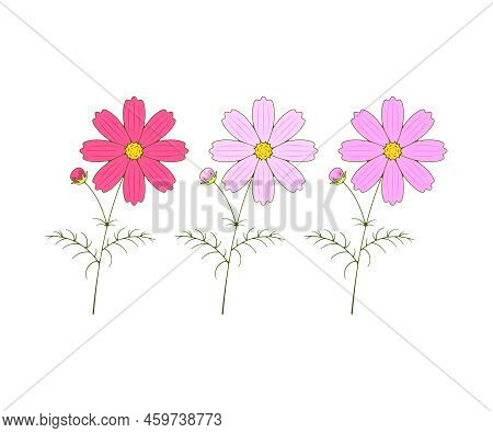 Cosmos Flowers, Blooming, Kosmeya And Cosmos, Logo Design. Nature, Floral, Bloom And Floristry, Vect