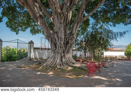 Old Tree And Red Bench At A Sunny Day In Teotitlan Del Valle, Oaxaca, Mexico