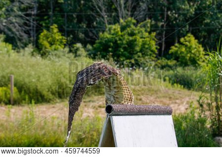 A Coastal Great Horned Owl Taking Flight From Her Springtime Nest Over The Inter Coastal Waterway In