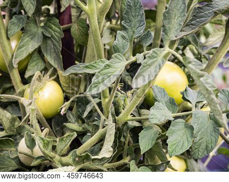 Tomato Planting In An Organic And Sustainable Plantation