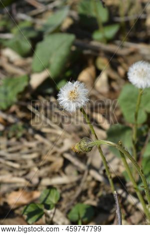 Coltsfoot Seed Head In The Garden In Spring