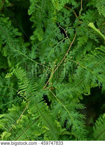 Fresh Juicy Fern Green Grass Branches Leaves