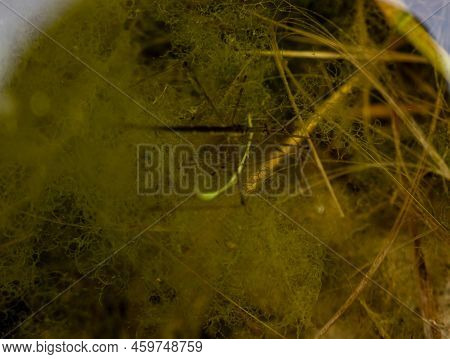 Selective Focus On A Section Of A Water Scorpion Insect Just Below The Water Surface.