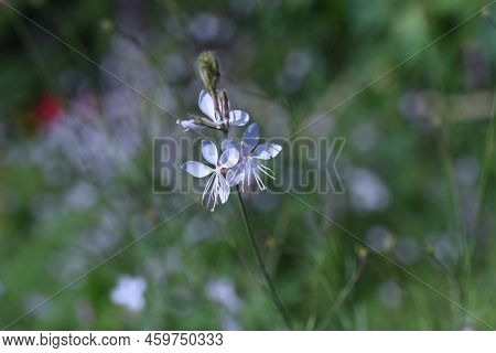 White Gaura Flowers. Onagraceae Plants Native To North America. The Flower Season Is From May To Nov
