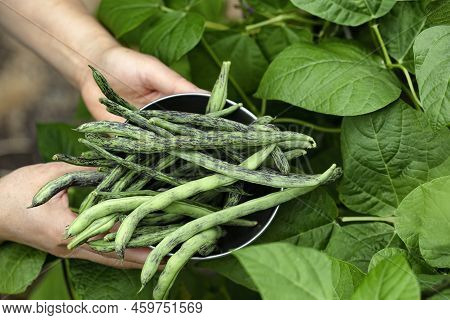 Hands Holding Stainless Steel Bowl Filled With Freshly Harvested Green Pole Beans From Garden