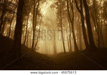 Foresta con nebbia e alberi scuri al tramonto