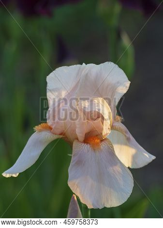 A Spring Pale Pink Flower Of A Bearded Iris In The Rays Of The Sun In A Green Garden. Close-up Of A 