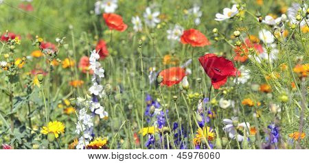 Sommerblumen auf abgelegt