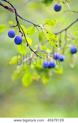 Reife Pflaumen am Baum