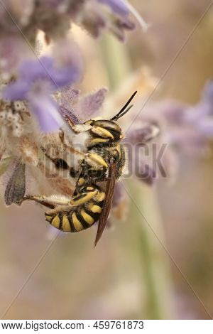 Colorful Closeup On A Mediterranean Male Florentine Woolcarderd Bee , Anthidium Florentinum , Hangin