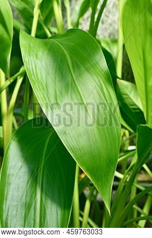 Leaf Of Tropical 'canna Flaccida' (botanic Name) Plant