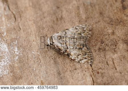 Closeup On The Small Black Arches Moth, Meganola Strigula Sitting On Wood