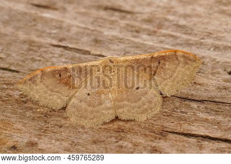 Detailed Closeup On The Portland Ribbon Wave Geometer Moth, Idaea Degeneraria, Sitting With Open Win