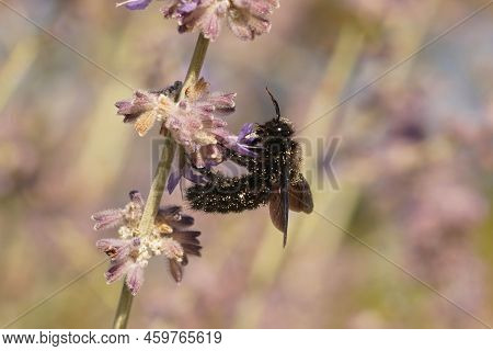 Closeup On A Large Mediterranean Violet Carpenter Bee, Xylocopa Violaceae, Drinking Nectar From A Pu