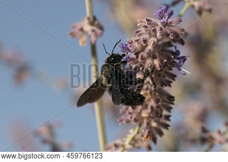 Closeup On A Large Mediterranean Violet Carpenter Bee, Xylocopa Violaceae, Drinking Nectar From A Pu