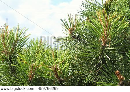 Mountain Pine Tree Pinus Mugo With Buds, Long Branch And Coniferous. Mughus Pumilio Cultivar Dwarf I