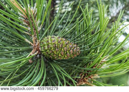 Cone Of Mountain Pine Tree Pinus Mugo With Buds, Long Branch And Coniferous. Mughus Pumilio Cultivar