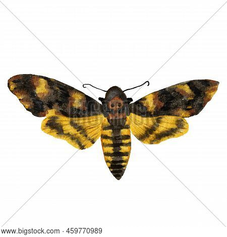 Watercolor Hand Drawn Illustration Of Death Head Moth Hawkmoth. Nature Wildlife Natural Realistic Bu