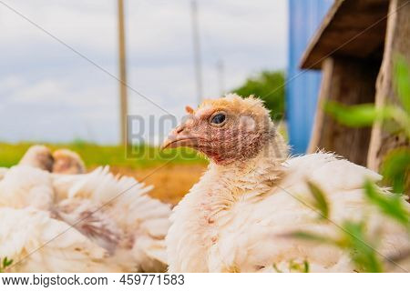 Turkey Cubs. Little Turkeys. Feeding And Caring For Birds. Poultry Farm. Village Life And Farming. T