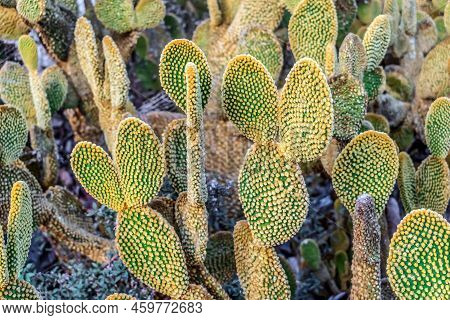 Pad-like Stems Of Bunny Ears Cactus With Yellow Glochids, Closeup. Flora Of The Canary Islands. Natu