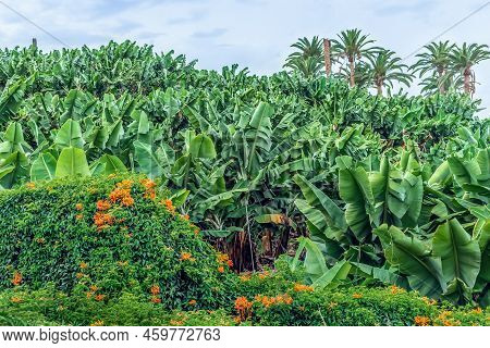 A Hedge Made From A Climbing Plant Pyrostegia Venusta With Orange Flowers Around A Banana Field In P