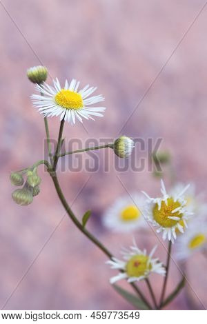 White Beautiful Flowers Of Erigeron Strigosus. Wild Plant. Daisy.