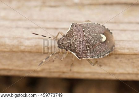 Closeup On The Small Mediterranean Pentatomid Shield Bug, Holcostethus Albipes Sitting Onwood