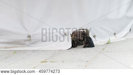 Stray Kittens Sitting Outside Tarpaulin Cover With Hole For Them To Hide. Black And Two Tabby Darkis