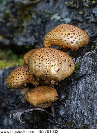 Pholiota Aurivella. Golden-colored Mushrooms Grow On A Tree