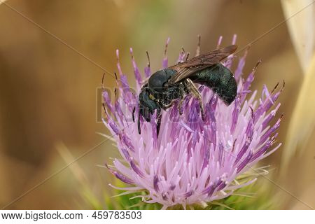 Detailed Natural Closeup On A Mediterranean Small Caprtenter Bee Ceratina Chalcites, On A Purple Thi