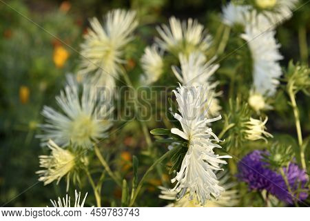 White Needle-like Asters In The Summer Garden In The Setting Sun. Beautiful White Aster Flowers.