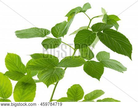Raspberry Leaves. Young Green Branch Of Raspberry Bush In Spring. Raspberry Branch. Gardening, Horti
