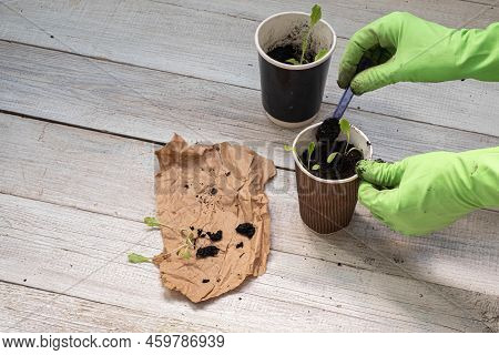 Transplanter Les Semis Dans Des Gobelets En Papier. Growing Herbs On A Windowsill.