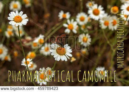 Chamomile Flowers Matricaria Recutita L. Pharmaceutical Camomile. Medicinal Plant Chamomile, Floweri