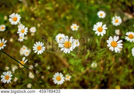 Chamomile Flowers Matricaria Recutita L. Pharmaceutical Camomile. Medicinal Plant Chamomile, Floweri